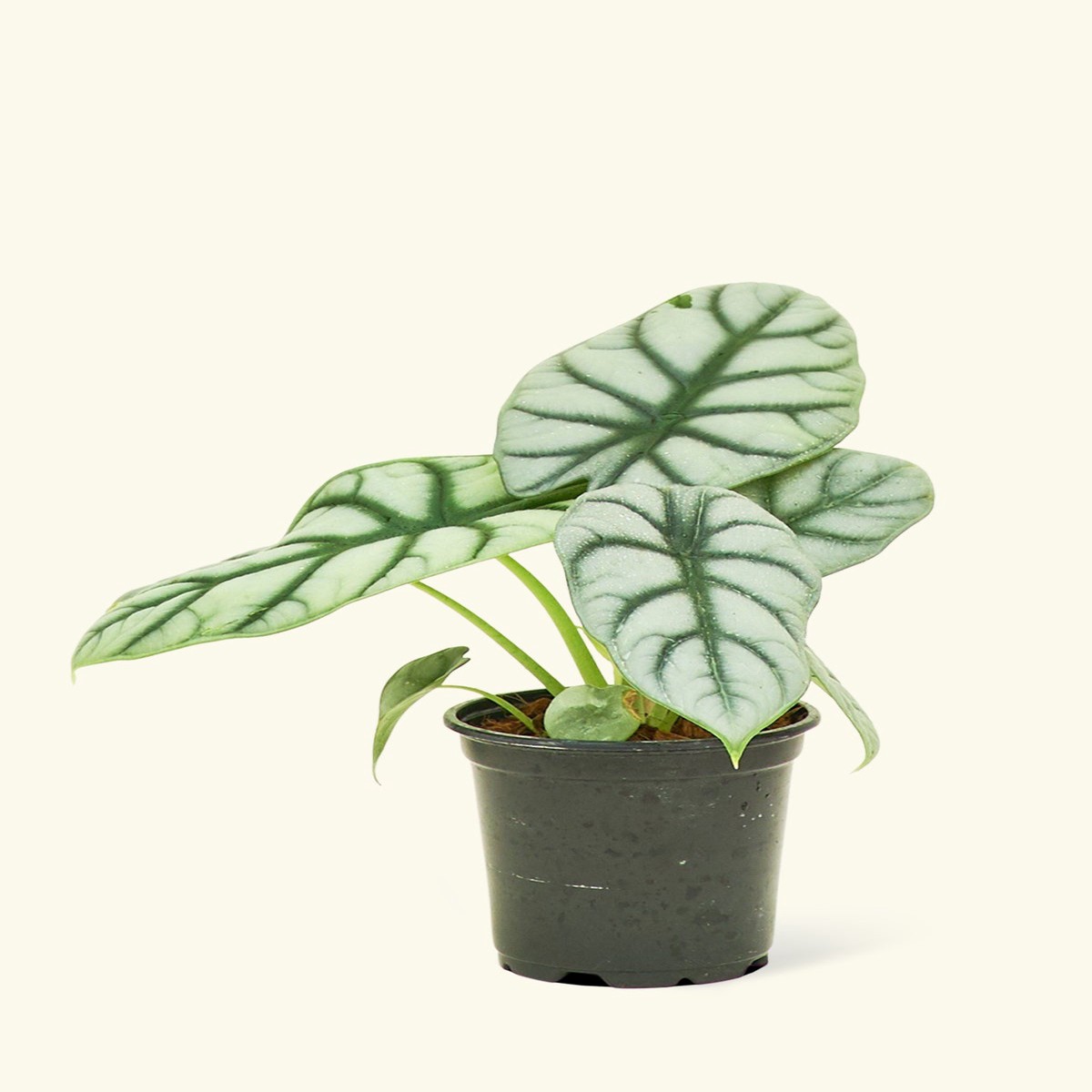 Alocasia Silver Dragon SmallClassicRosePink