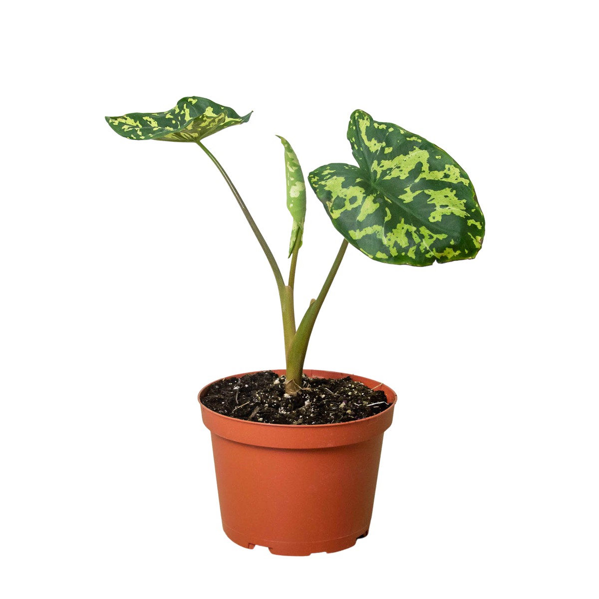 Alocasia Hilo Beauty 6Pot