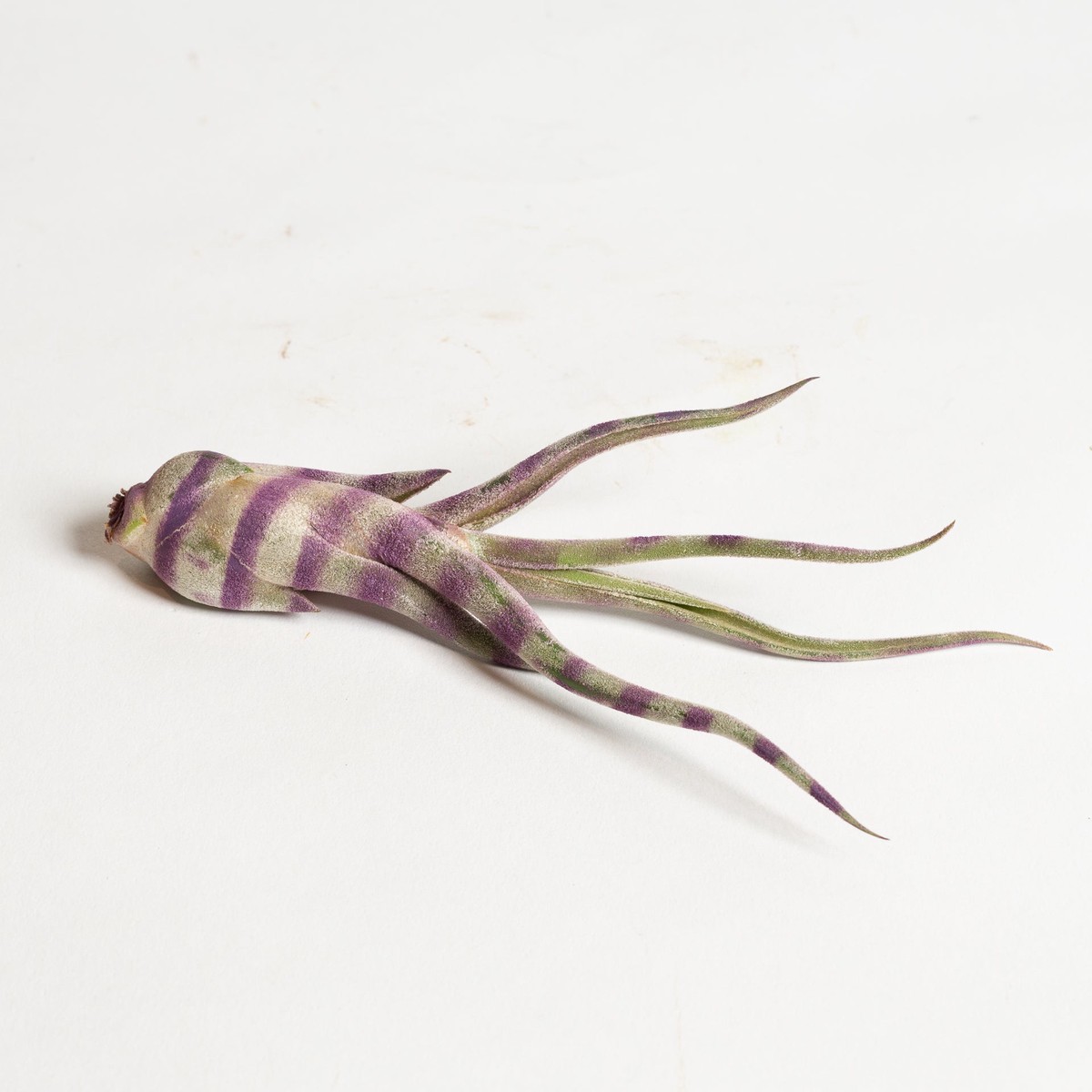 Air Plant Caput Medusae - Purple Stripe 4-5 4-5
