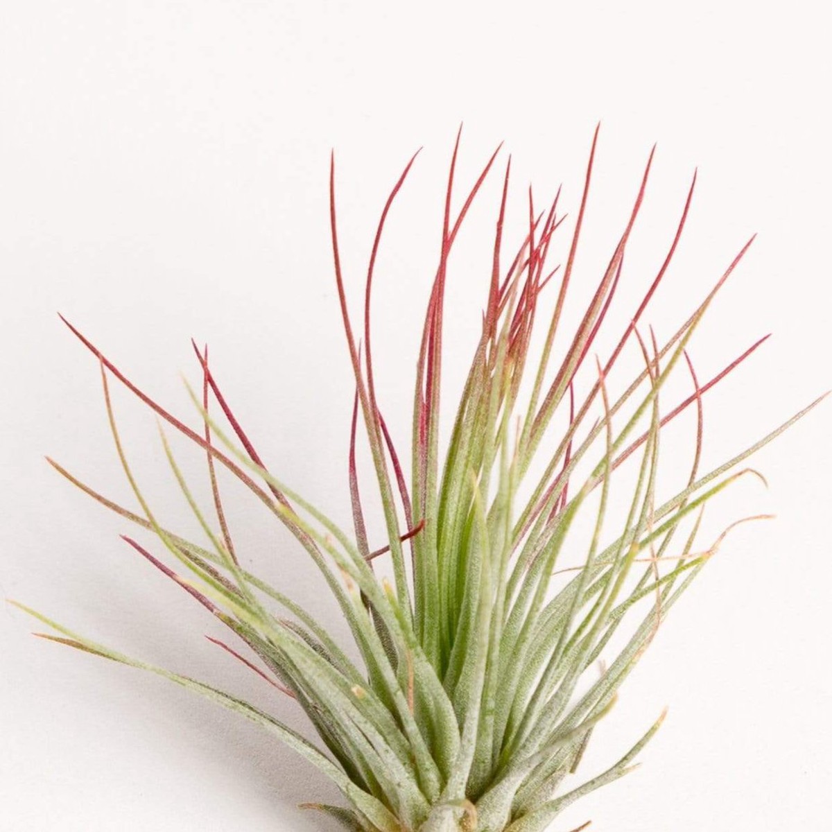 Air Plant Andreana - Red 2-3 2-3