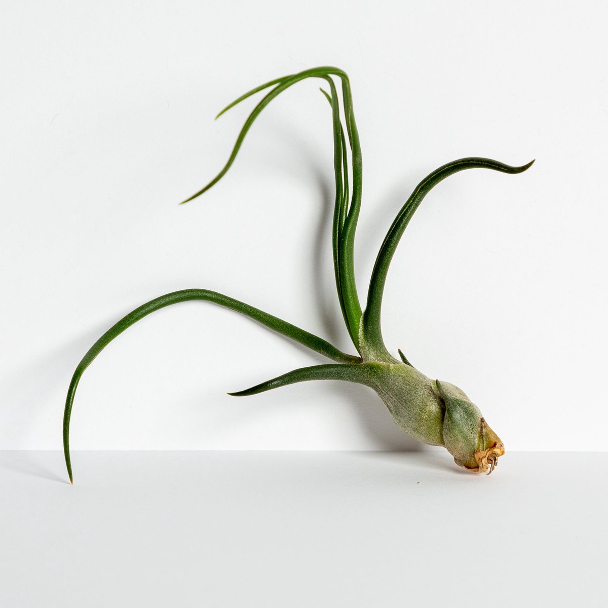 Air Plant Baileyi 8-9 8-9