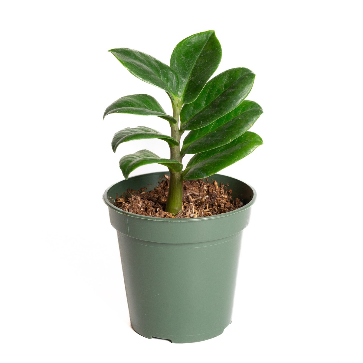 Zz Plant Zenzi 4 4InNurseryPot