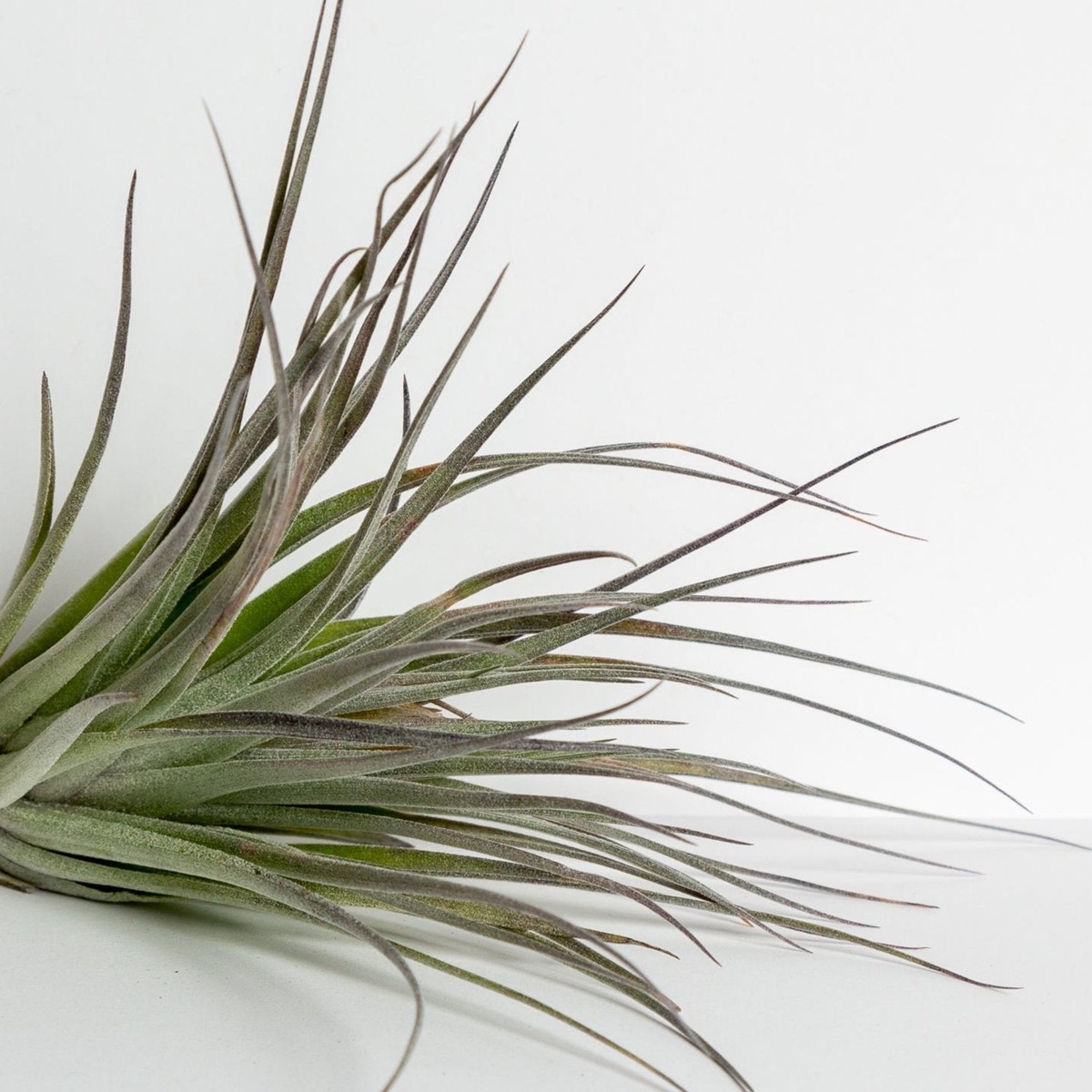 Air Plant Houston - Red Princess 3-4 3-4