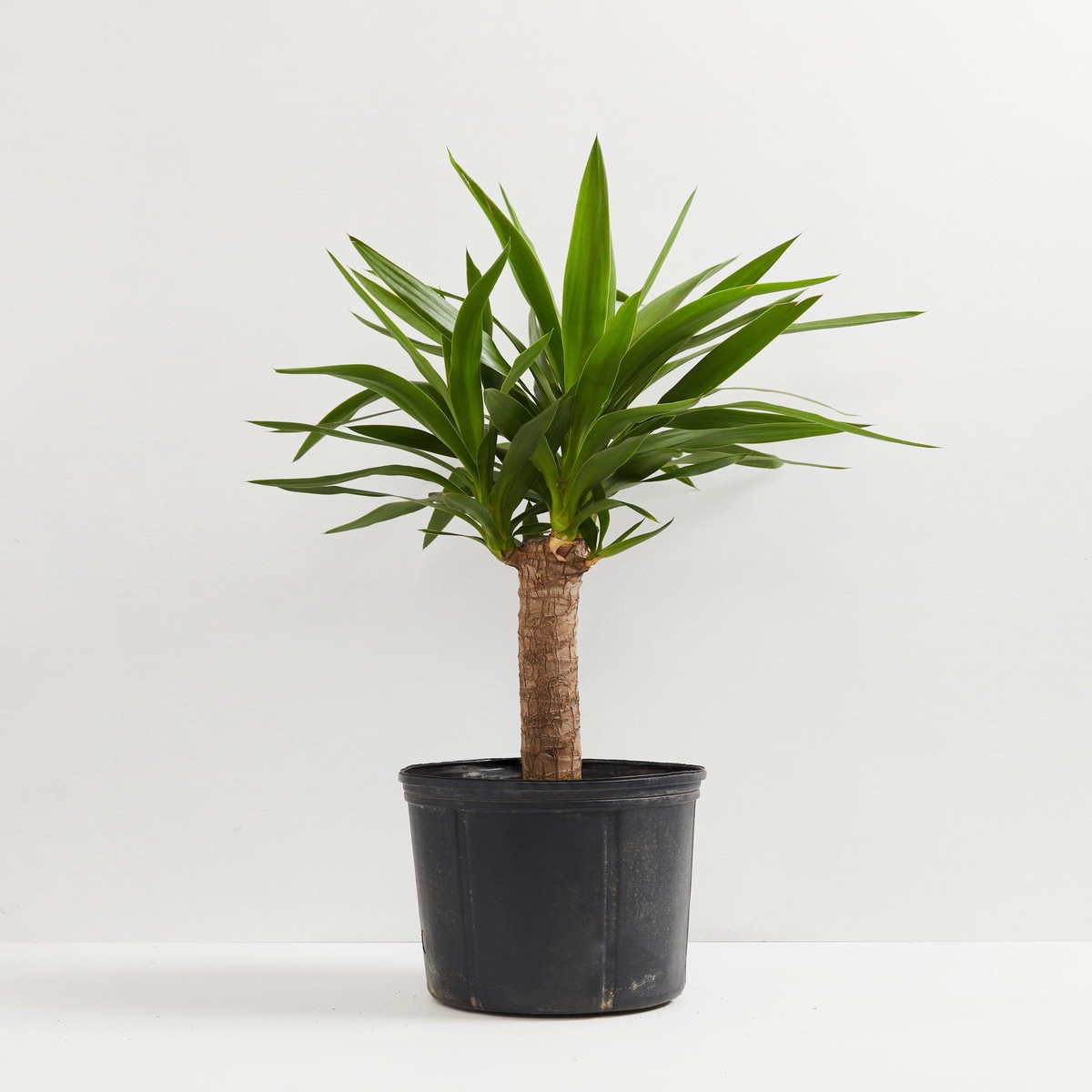 Yucca Cane Plant ExtraLargeGrowerVaries