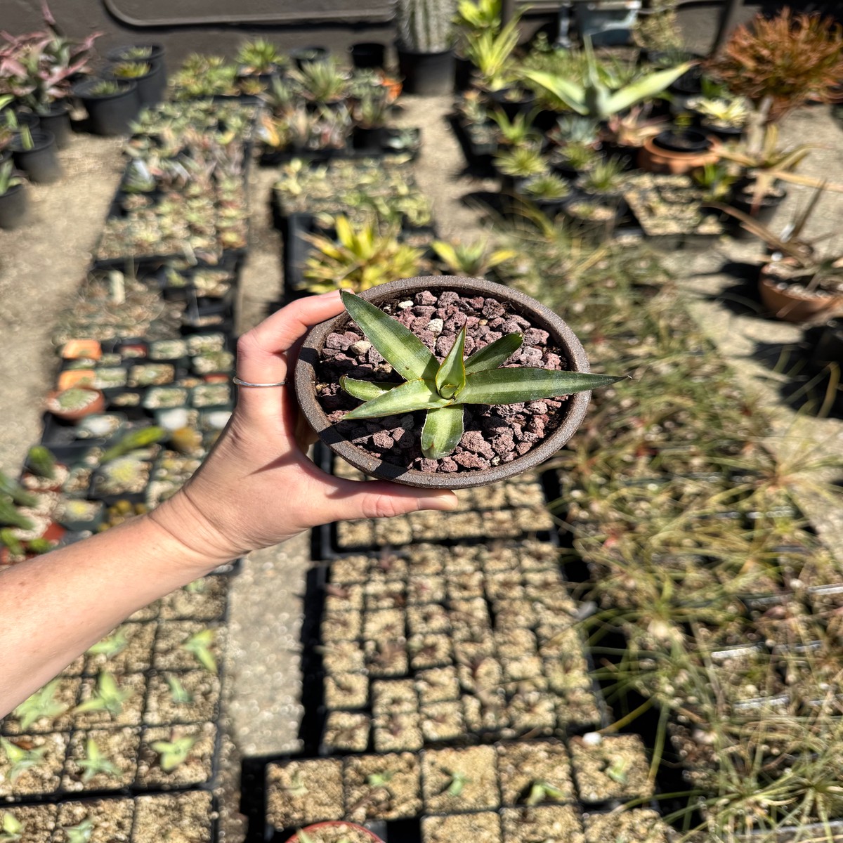 Agave Ghiesbreghtii