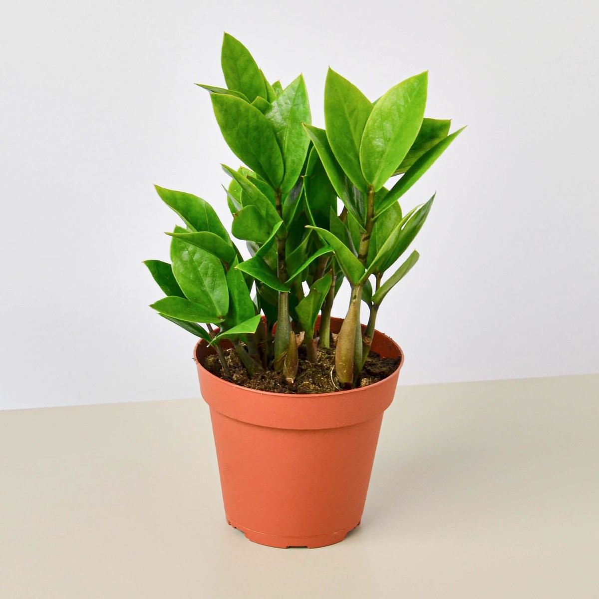 Zamioculcas Zamiifolia Zz Plant 6PotCowPot