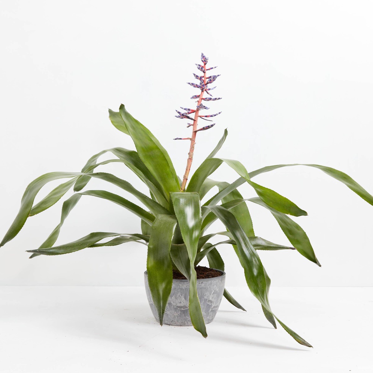 Aechmea Bromeliad MediumEcoPotChai