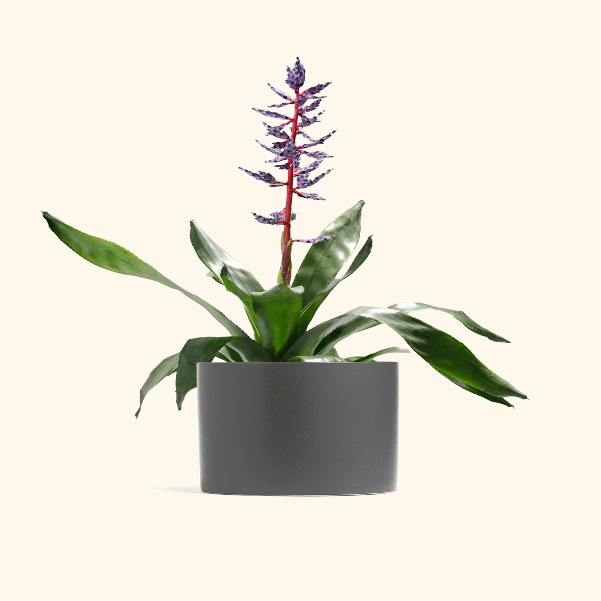 Aechmea Del Mar MediumClassicRosePink