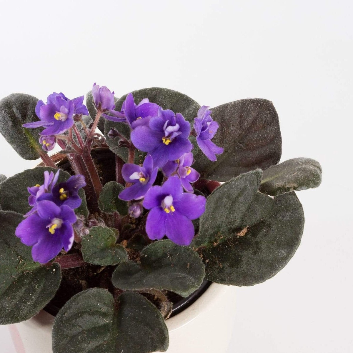 African Violet 4 4InNurseryPot