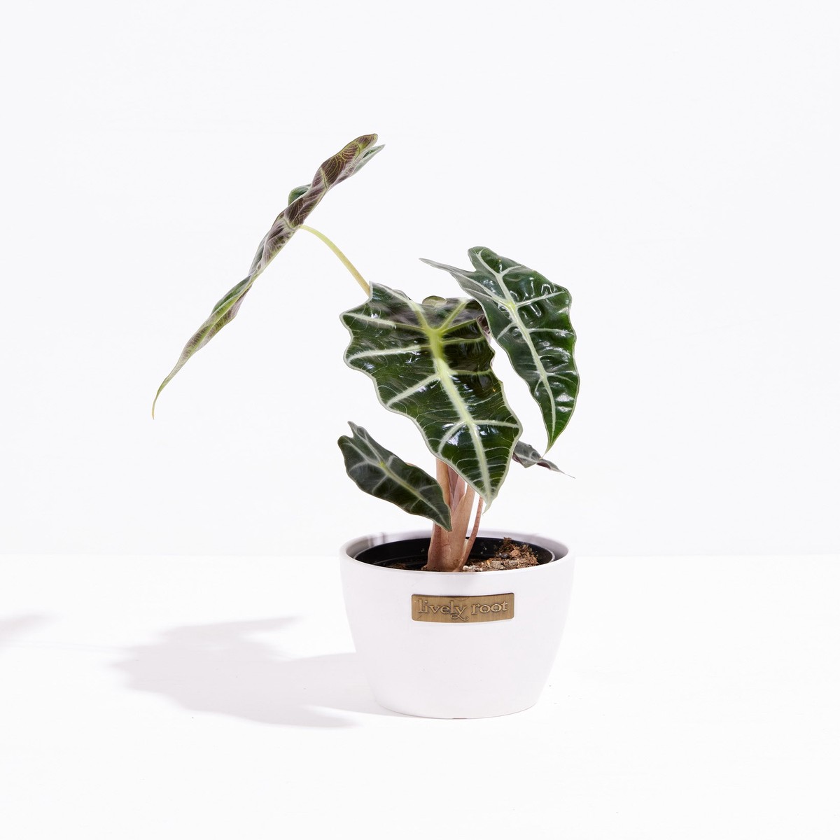Alocasia Bambino SmallEcoPotMacadamia