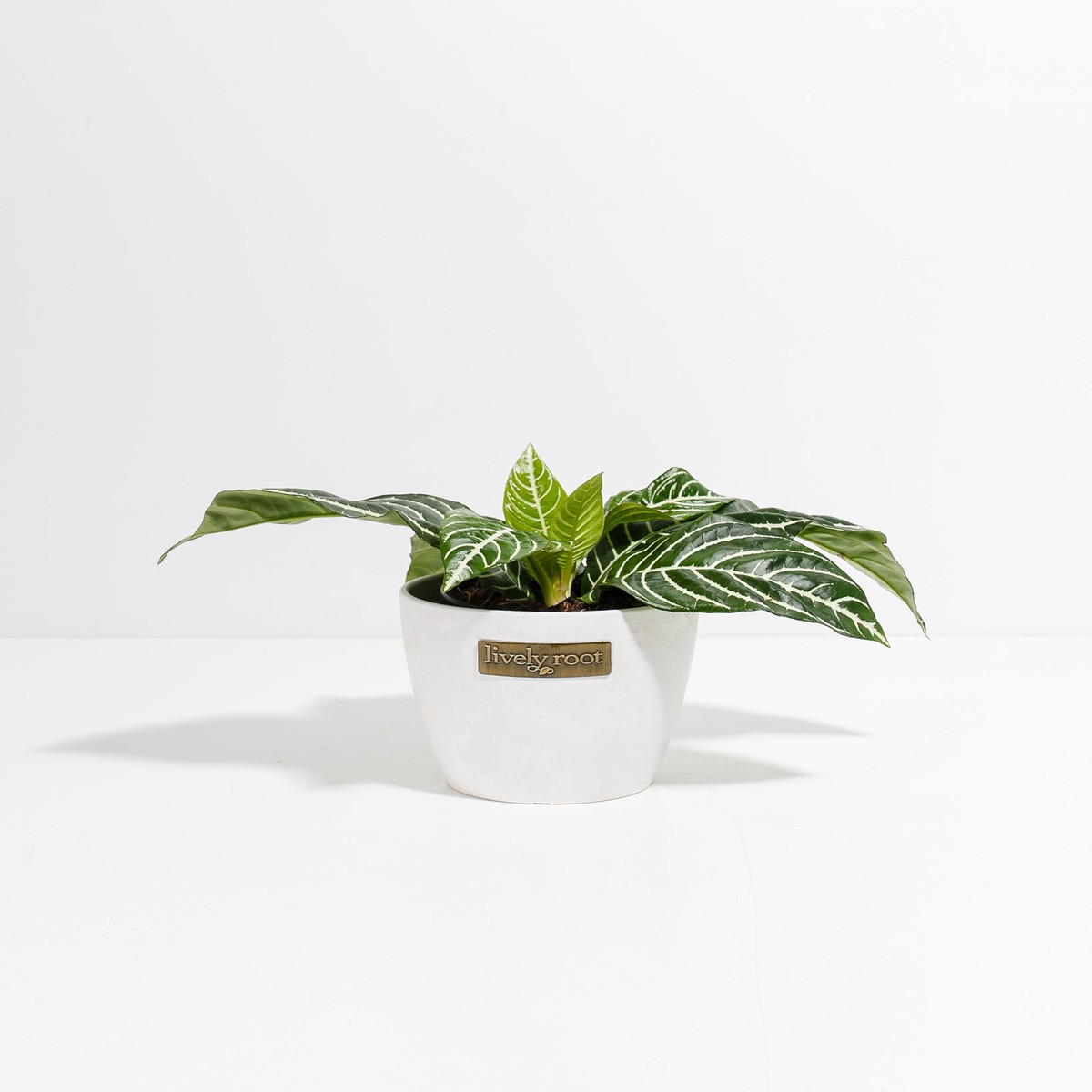 Zebra Plant (Aphelandra) SmallGrowerVaries