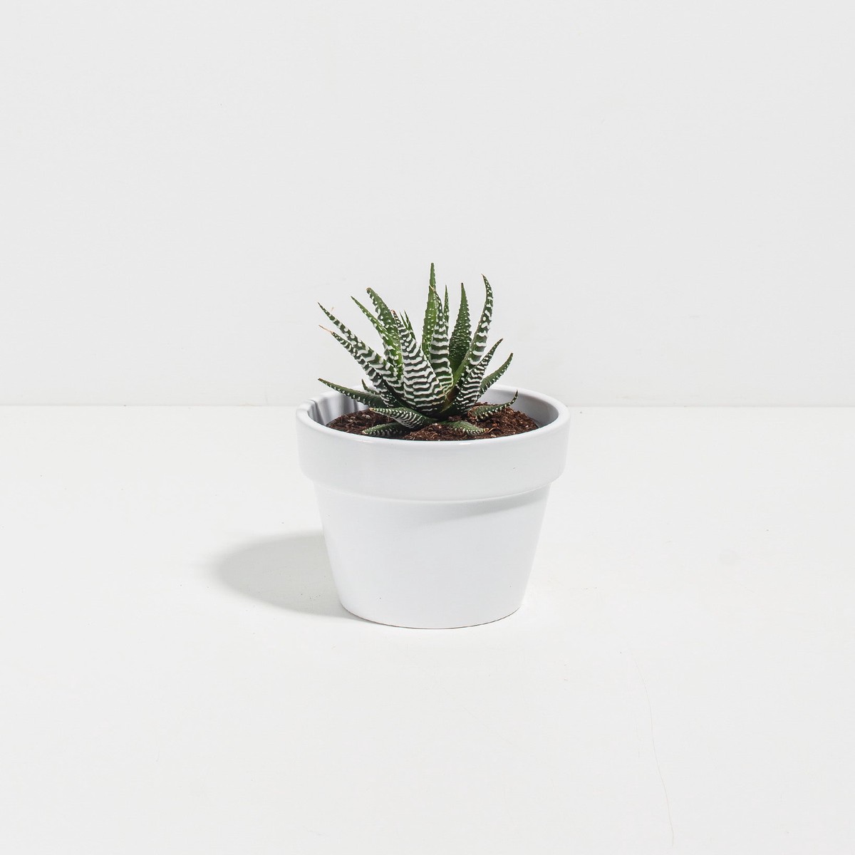 Zebra Haworthia Succulent SmallBasketsLight