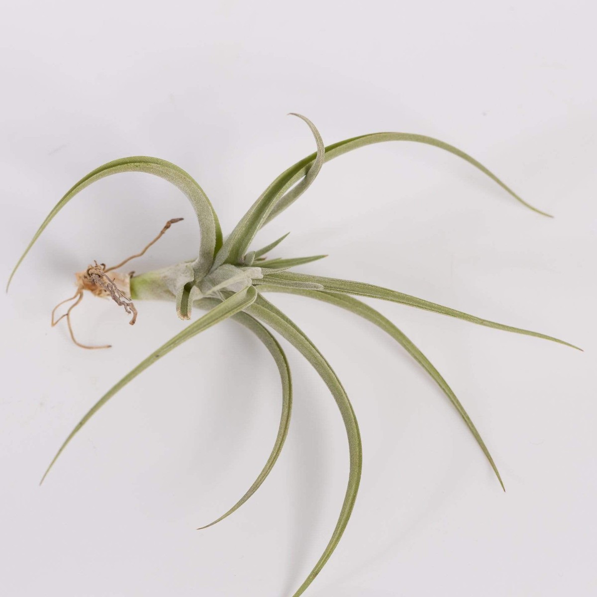 Air Plant Araujei 3-4 3-4