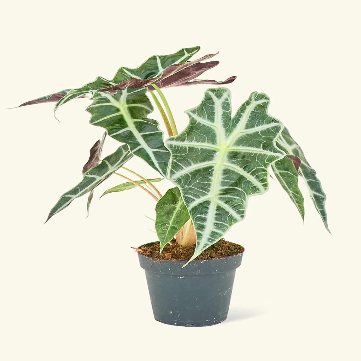 Alocasia Polly MediumClassicPolarWhite