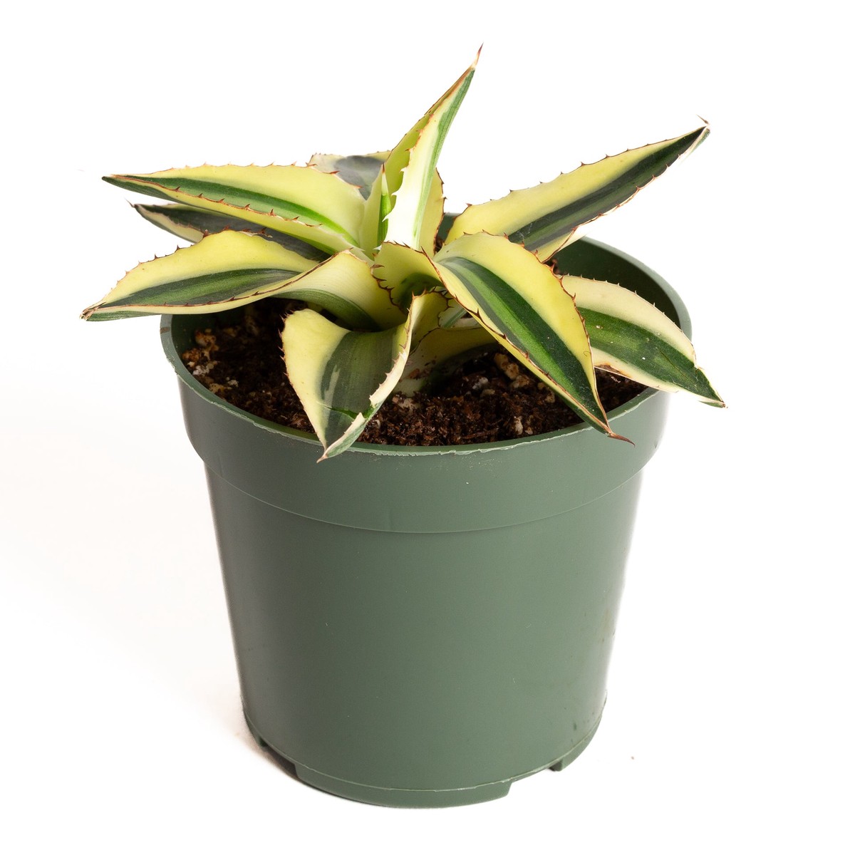 Agave Century Plant - Super White 4 4InNurseryPot