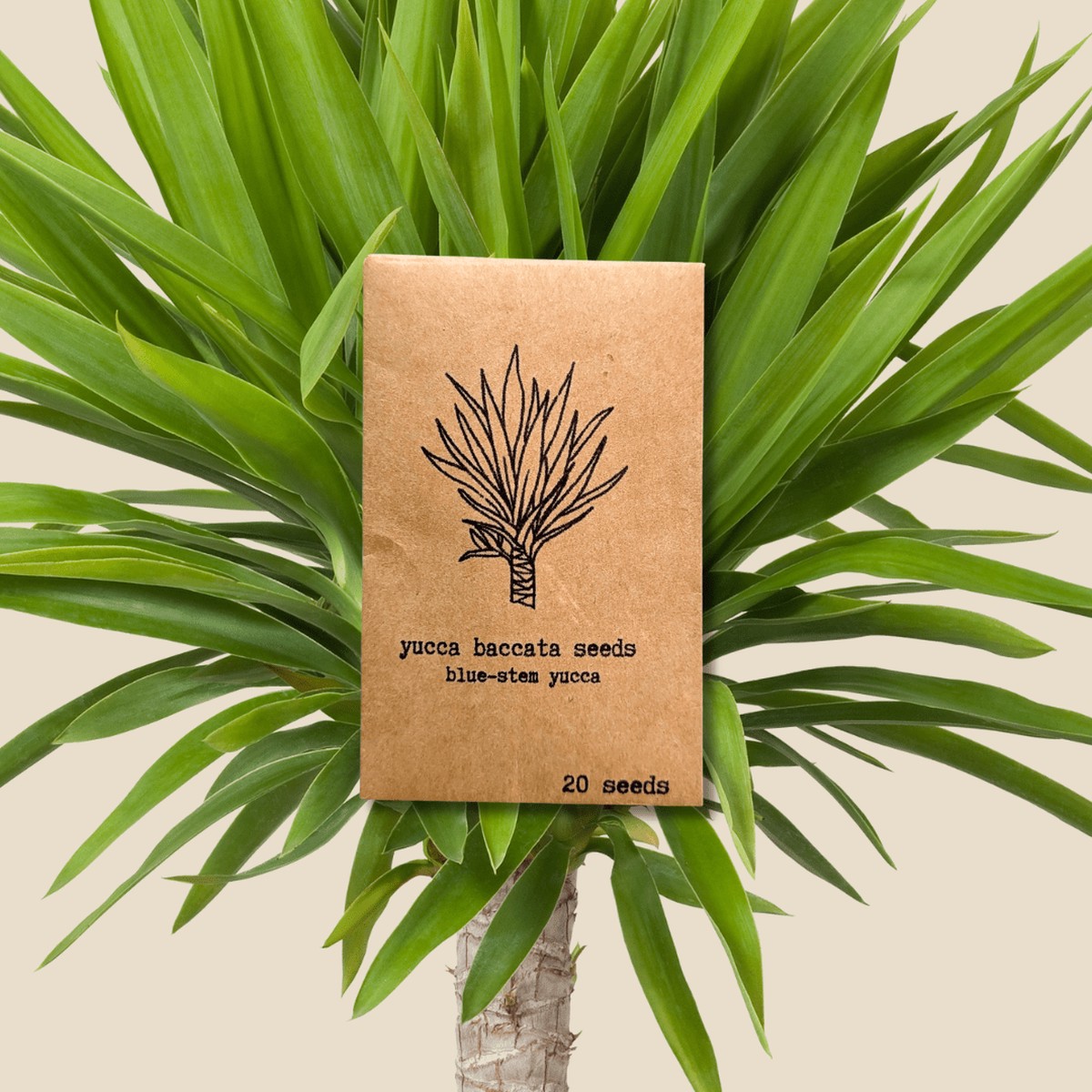 Yucca Baccata Blue Stem Yucca Seeds