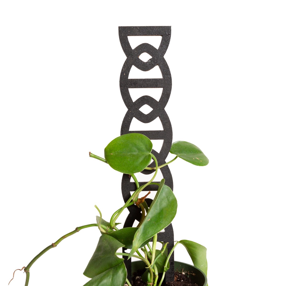 11 Hourglass Black Chain Link Trellis Pine