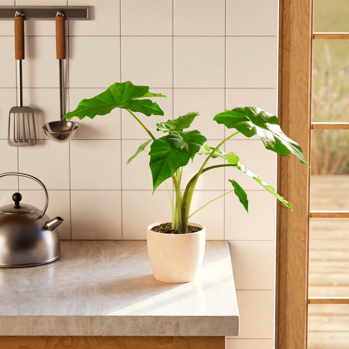 Alocasia Gagaena California MediumBasketsLight