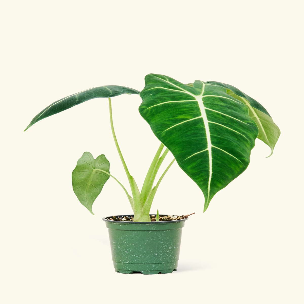 Alocasia Frydek SmallClassicRosePink