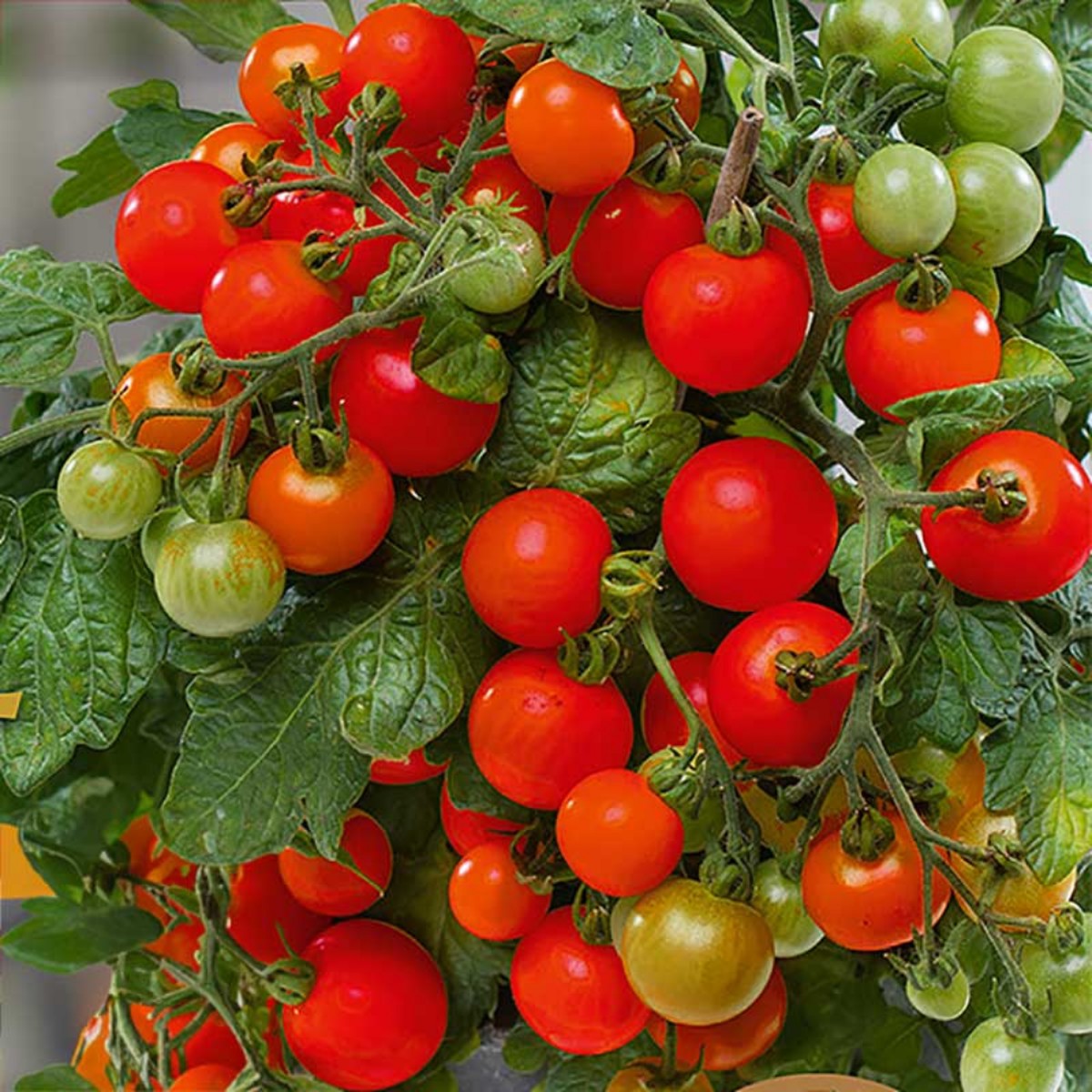 1 Large Plant - Tomato Veranda Red Ready To Plant In Your Garden 5L Pot