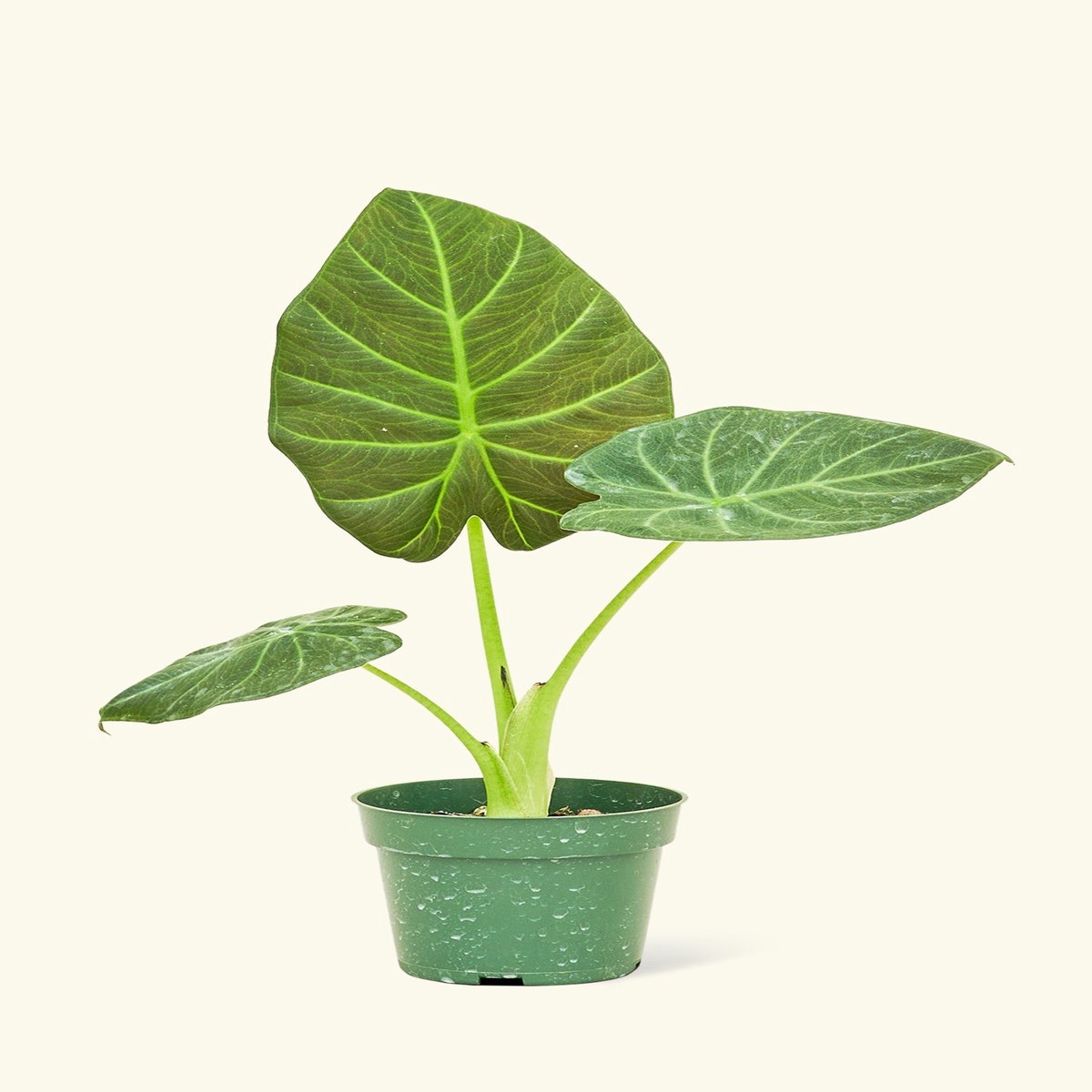 Alocasia Regal Shields MediumClassicOat
