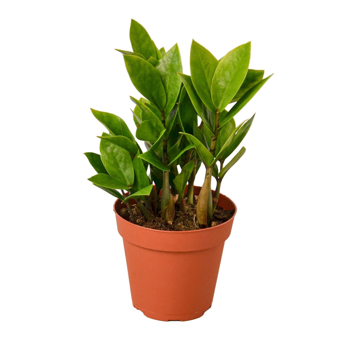 Zamioculcas Zamiifolia Zz 4PotBlackEcoPot