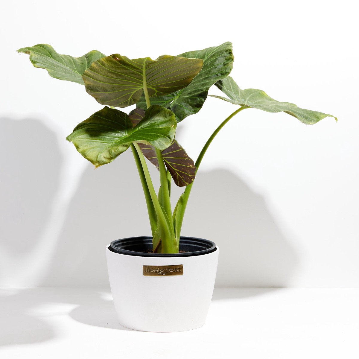 Alocasia Dark Star Elephant Ear ExtraLargeBasketsLight