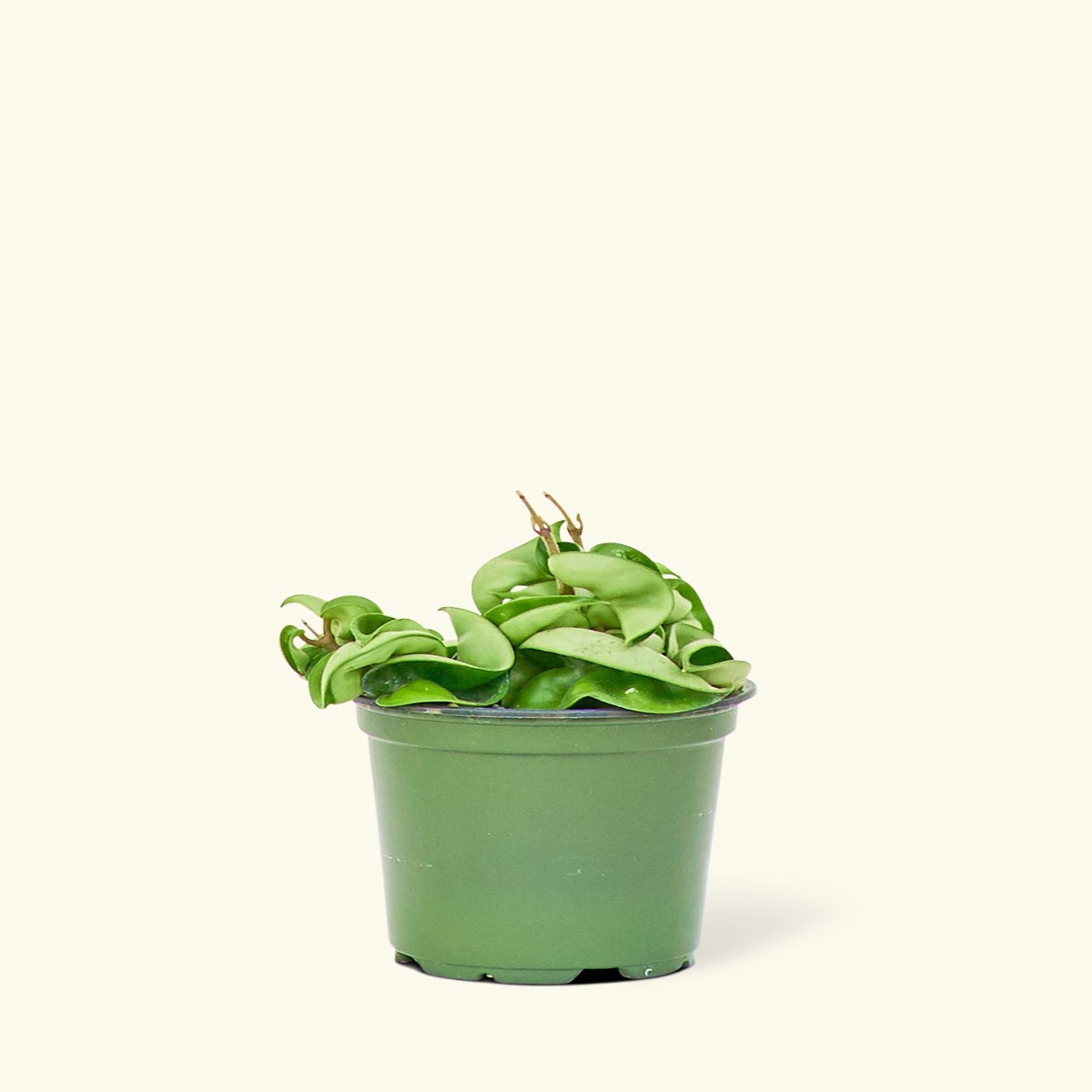 Hoya Rope Plant MediumClassicPolarWhite