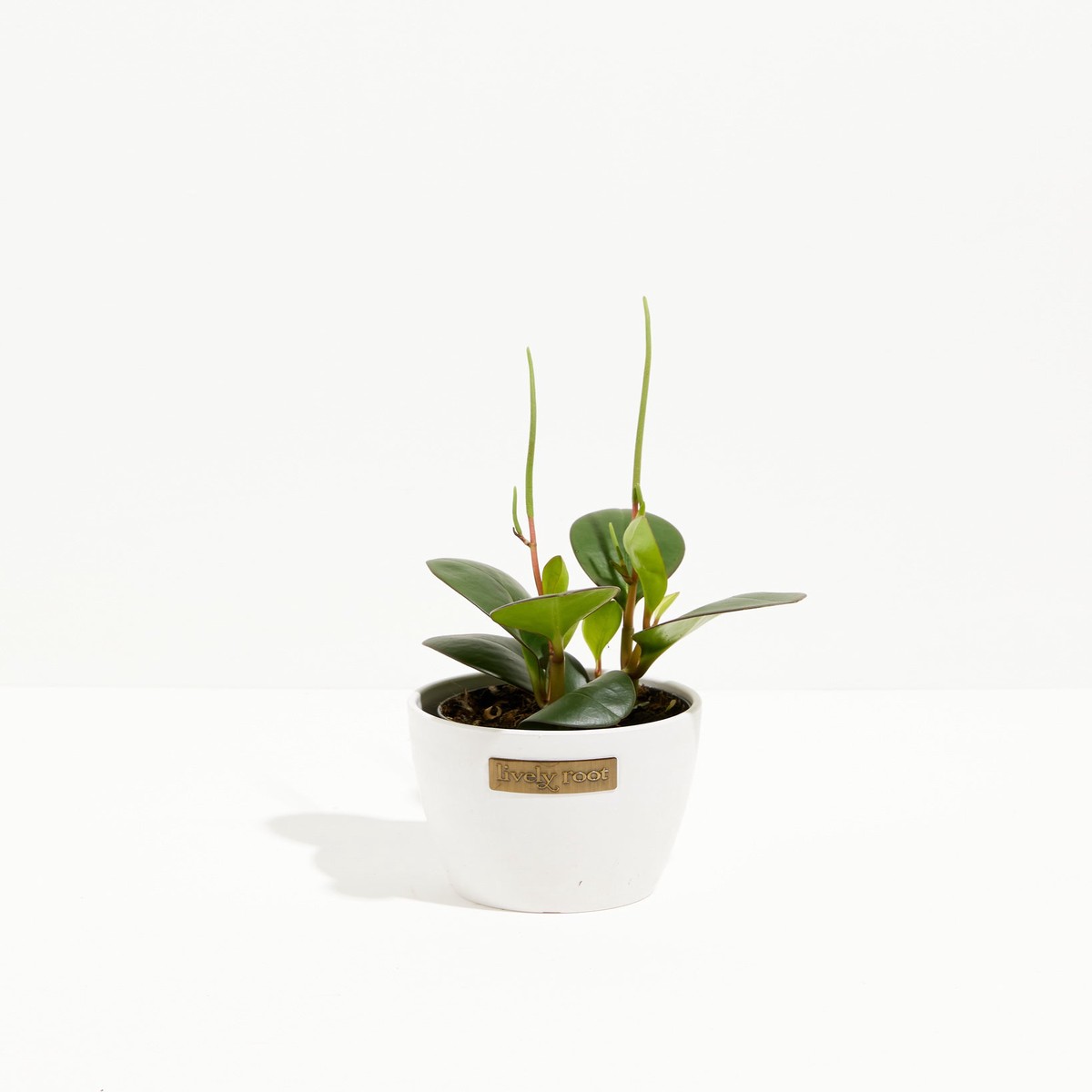 Peperomia Red Margin SmallEcoPotMacadamia